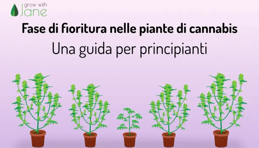 Guida alla fioritura cannabis: piante in vaso con cime verdi e rigogliose.
