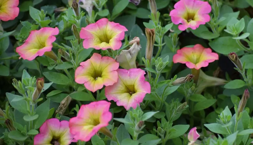 Fiori di ipomea in vaso, con petali rosa sfumati di giallo, circondati da foglie verdi e boccioli chiusi.
