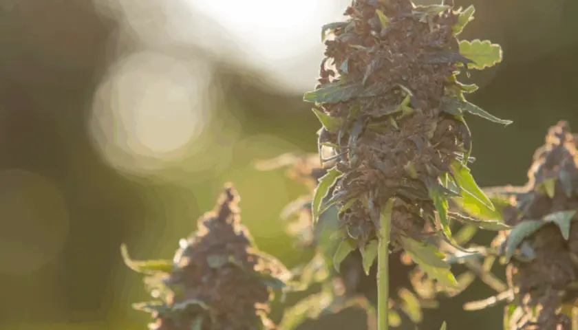 Fiori di cannabis maturi, pronti per il raccolto, coltivati con cura in un grow box fai da te.
