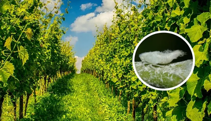 Un primo piano mostra una cicalina bianca, un insetto che può infestare i vigneti, sullo sfondo di rigogliose viti verdi sotto un cielo azzurro.