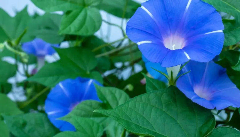 Fiori blu vibranti di ipomea rampicante perenne, con petali a forma di tromba e striature bianche, circondati da foglie verdi lussureggianti.