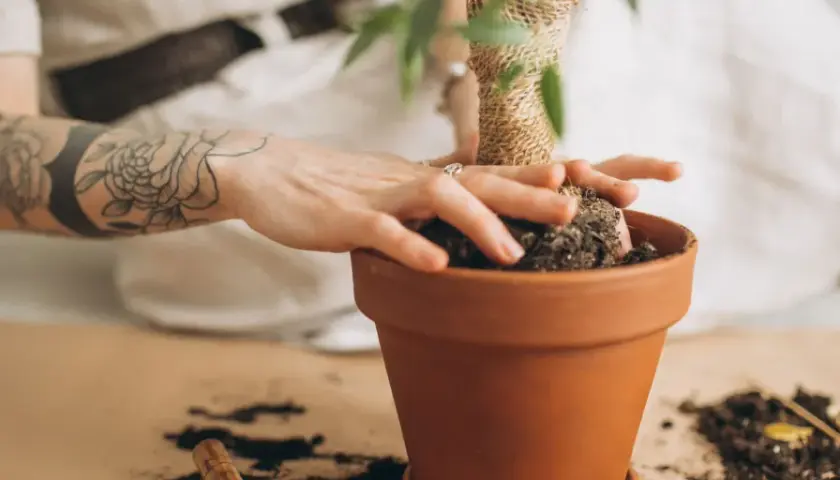 Mani tatuate che sistemano la terra in un vaso, creando un piccolo nido per le formiche.