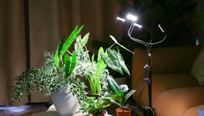 Lampada LED illumina piante indoor. La distanza tra lampada e pianta è ottimale per la crescita.