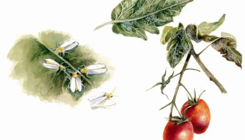 Mosca bianca su foglie di pomodoro e fiori. Un insetto raro, una vera mosca bianca, si posa su un ramo con pomodori maturi.
