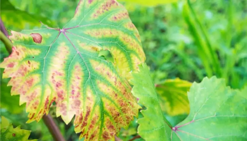 Foglia di vite con clorosi internervale e macchie rossastre, sintomi di carenza di azoto nelle piante.