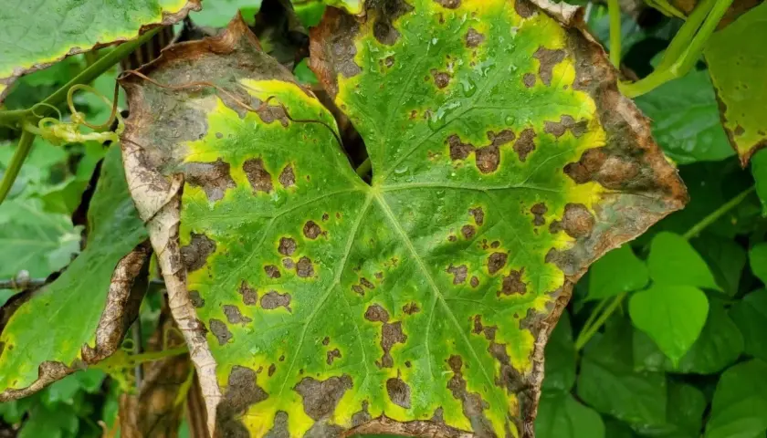 Foglia verde con macchie marroni e bordi ingialliti, sintomo di carenza potassio piante.