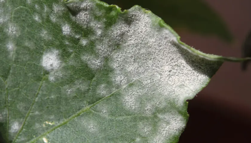 Foglia verde con macchie bianche polverose, possibili sintomi di carenza di zolfo.