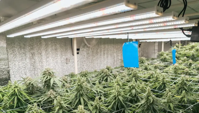 Piante autofiorenti dopo 20 giorni di crescita, rigogliose sotto luci LED in una grow room.