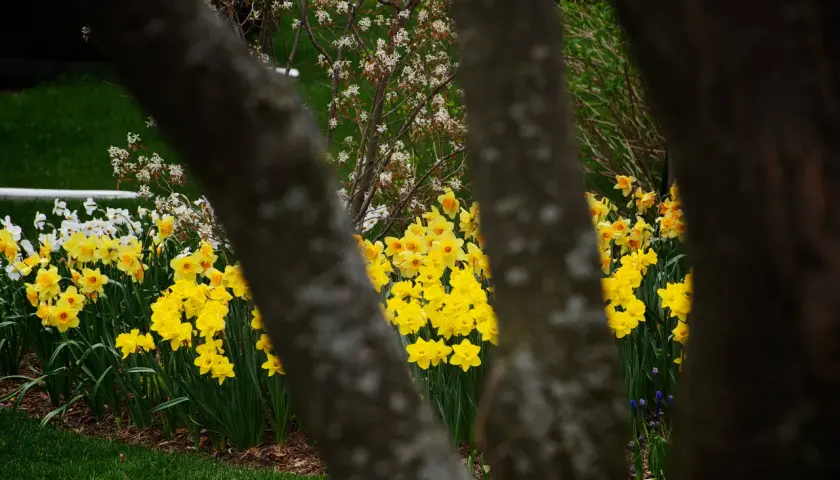 Fiori di marzo gialli e bianchi sbocciano tra i tronchi degli alberi, annunciando la primavera.
