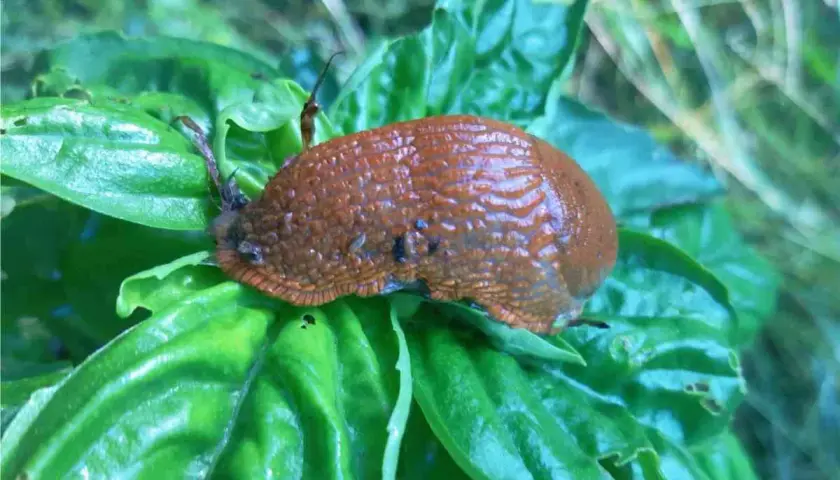 Lumaca marrone su foglie verdi. Un rimedio naturale per allontanare le lumache è il bicarbonato.