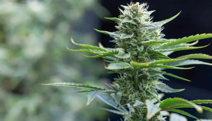 Primo piano di una pianta marijuana in fiore, con tricomi scintillanti e foglie verdi.