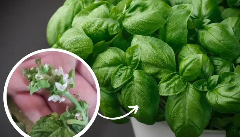 Primo piano di foglie di basilico verde brillante con gocce d'acqua. Un cerchio mostra un ramo con piccoli fiori bianchi, segno della basilico fioritura.
