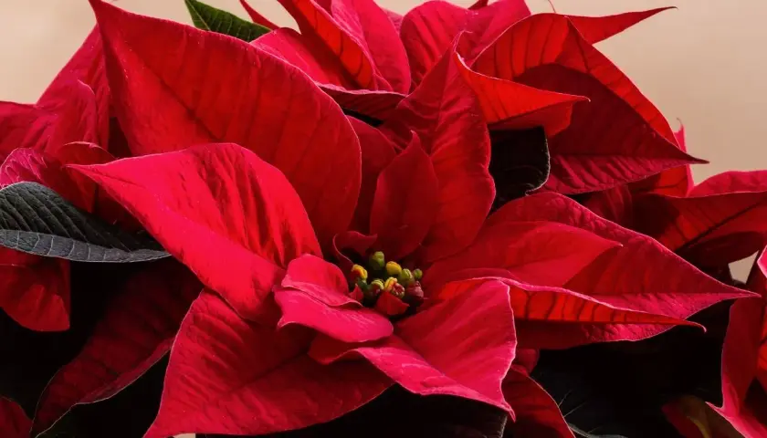 Primo piano di una talea stella di natale in acqua, con petali rossi vibranti e foglie scure.