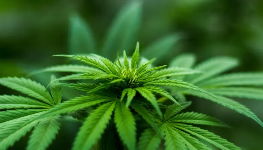Pianta di cannabis in crescita, ideale per una lampada da 600 watt. Quante piante si possono coltivare?