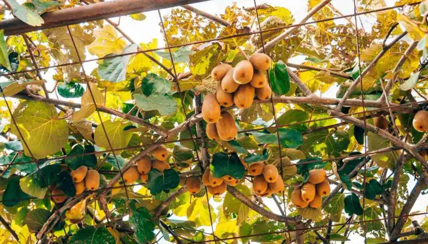 Grappoli di kiwi maturi pendono da una **struttura per kiwi** con foglie verdi e gialle.