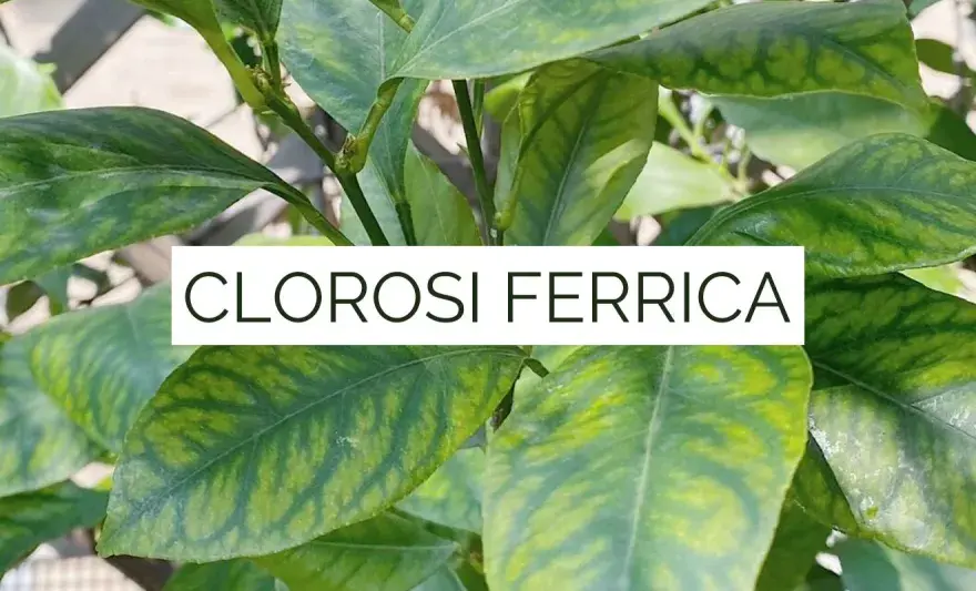 Clorosi ferrica - Riconoscila, correggila, previenila
