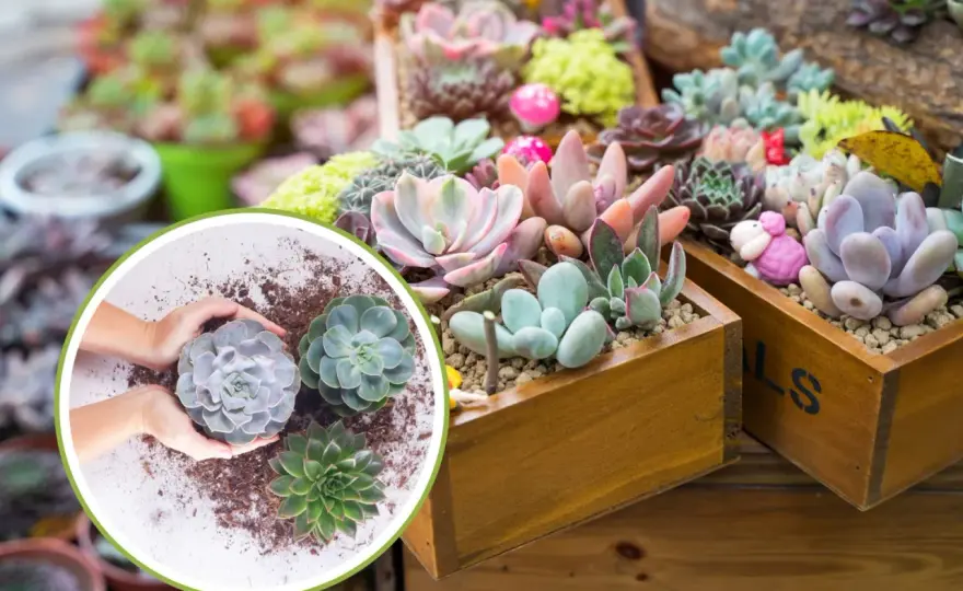Succulente perfette - La guida definitiva per farle prosperare
