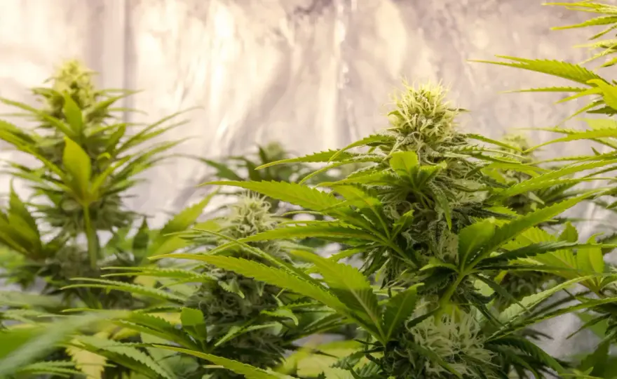 Allestimento Grow Box - Guida Completa per un Setup Perfetto