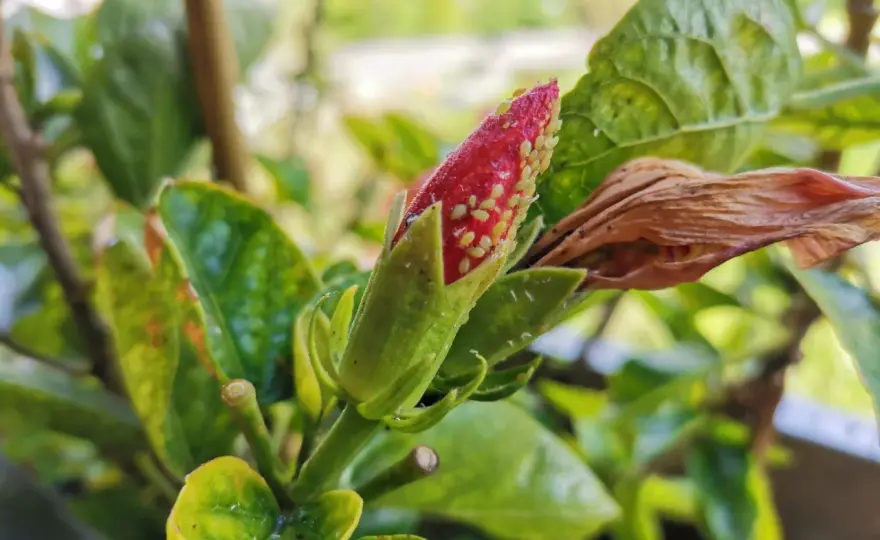 Afidi ibisco - Rimedi naturali che funzionano davvero
