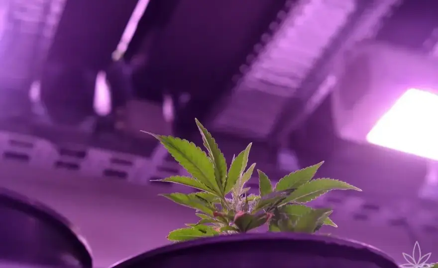 Fioritura Indoor - Quando Indurre? Guida Pratica