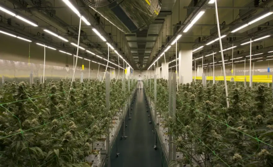 Spettro luce LED indoor - La guida definitiva per la tua coltura