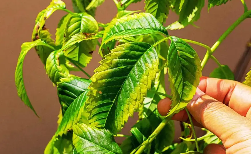 Eccesso di Magnesio nelle Piante - Sintomi e Soluzioni Efficaci