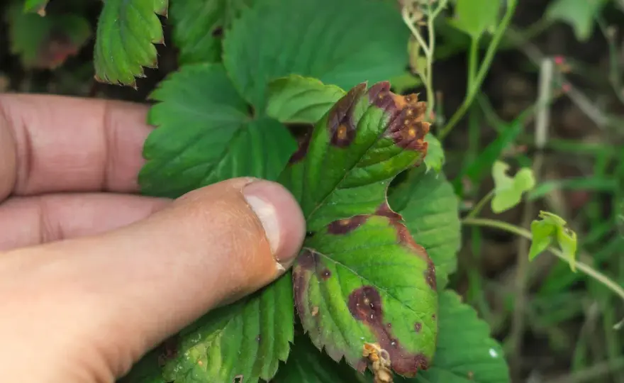 Botrite Cannabis - Riconosci i sintomi e salva il raccolto!