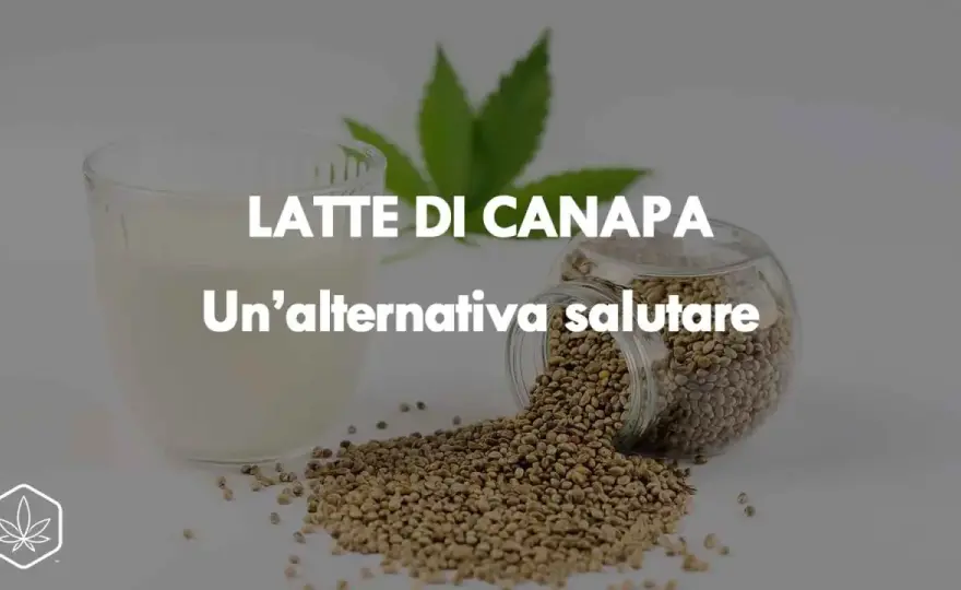 Latte sulla Canapa - Mito o Rimedio? La Verità per la Tua Coltura