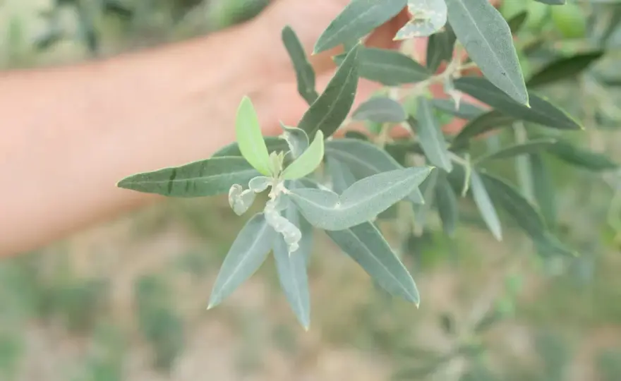 Tripide dell'olivo - Riconosci i danni e salva il tuo raccolto