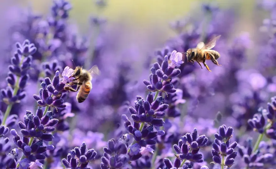 Fiori per api - Guida completa per un giardino utile tutto l'anno