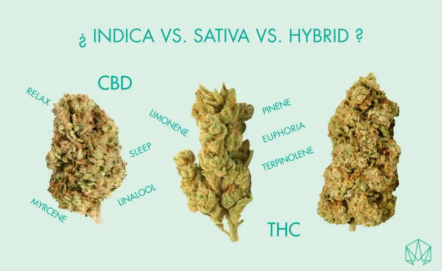 Indica o Sativa - La guida definitiva per scegliere la genetica