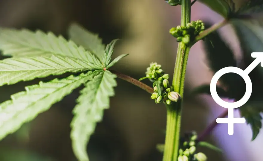Cannabis maschio - Riconoscilo, gestiscilo e salva il tuo raccolto