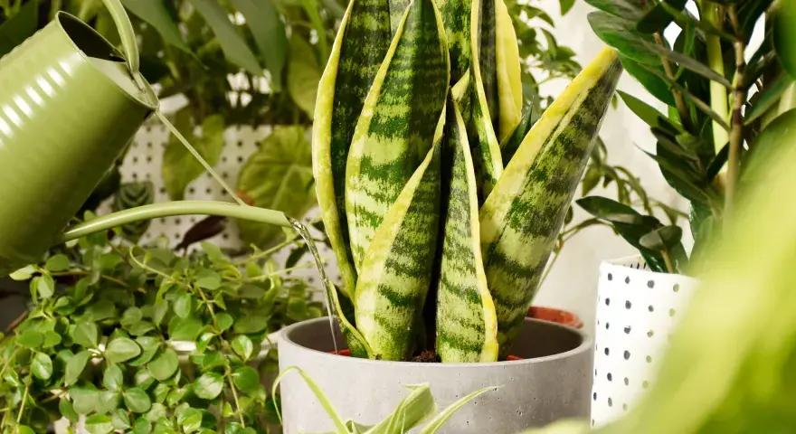 Annaffiare le Piante Indoor - Guida Completa