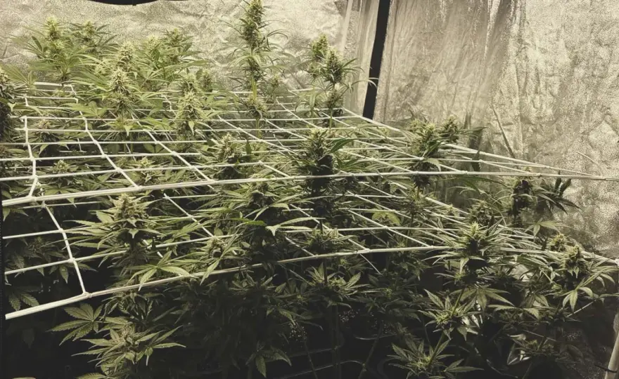 SCROG - Coltivazione Indoor a Rete: Guida Completa e Errori da Evitare