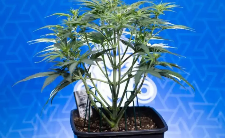 Cannabis Indoor - Guida Completa: Stabilità e Risultati Reali