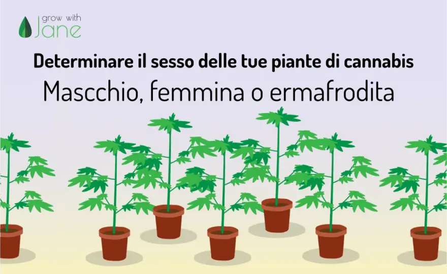 Maschio o Femmina? Riconosci la Cannabis e Salva il Tuo Raccolto