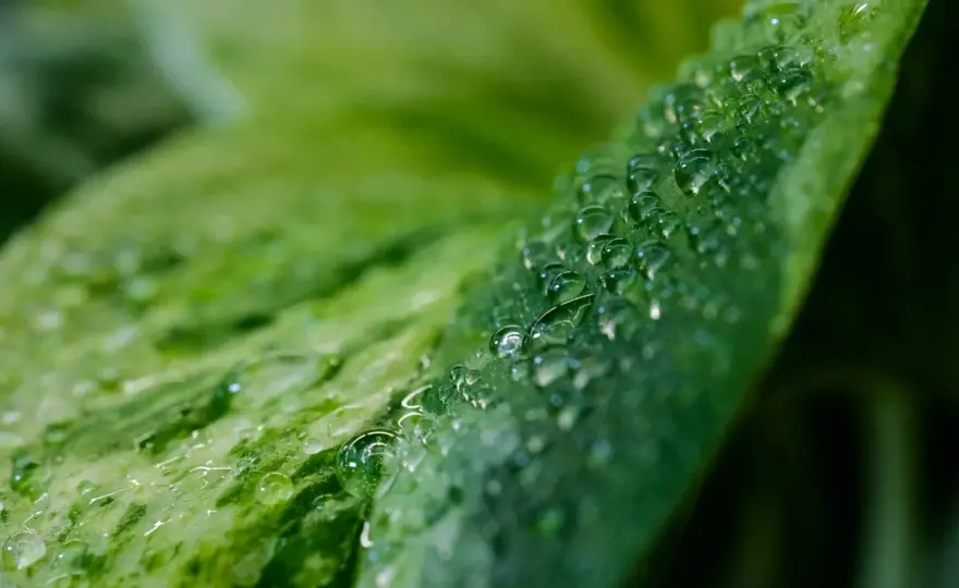 Umidità grow box: aumenta il vapore per piante sane. Guida completa