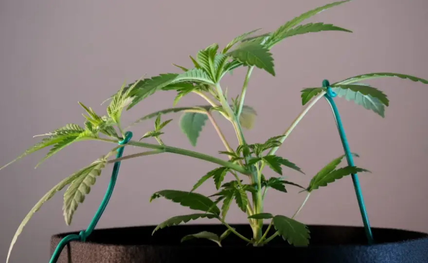 SCROG autofiorenti - Funziona davvero? La guida completa