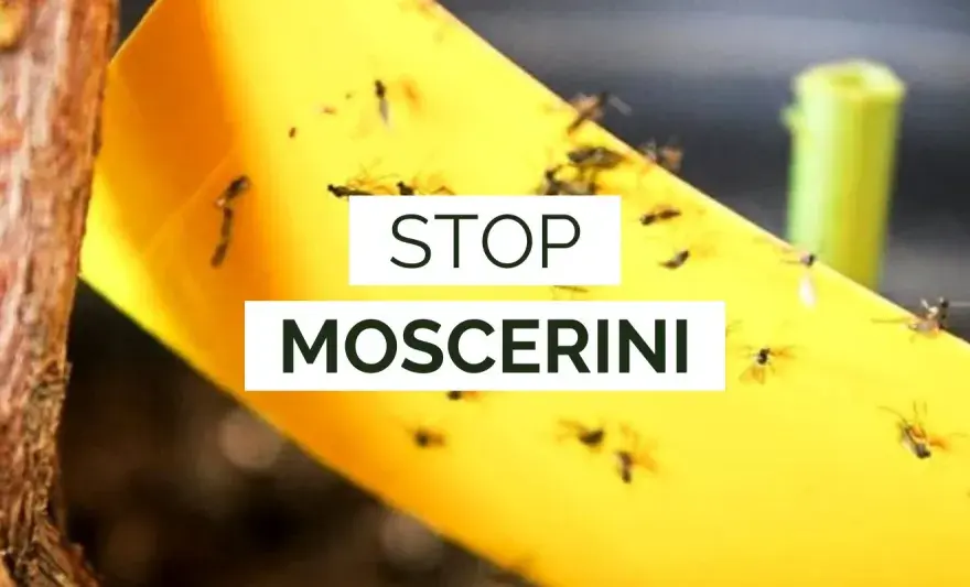 Moscerini nel terriccio - La guida completa per eliminarli