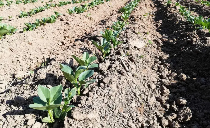 Coltivare la fava - Guida completa per un raccolto perfetto