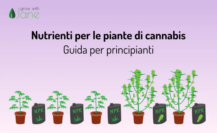 Concimi canapa outdoor - La guida che massimizza i risultati