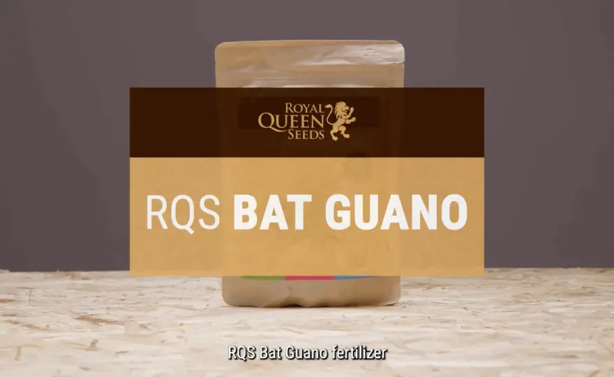 Guano di pipistrello - dosi, usi e rischi
