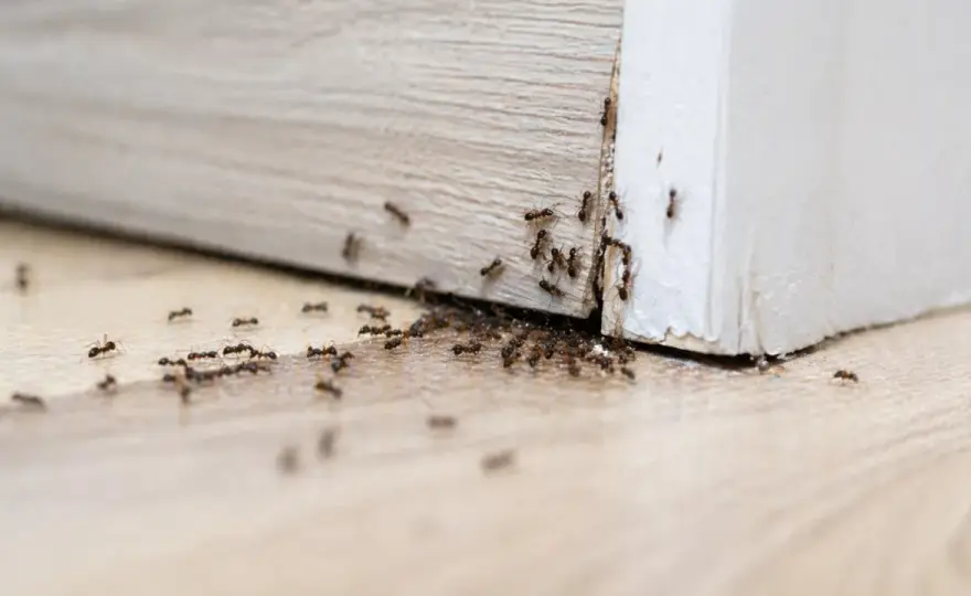 Formiche in casa e sui vasi - Rimedi naturali che funzionano