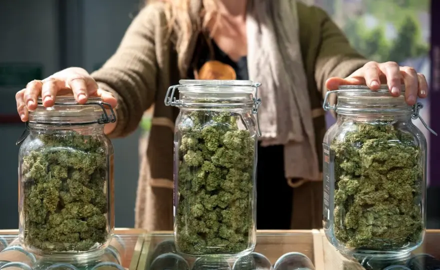 Kush Weed - Origini, Caratteristiche e Verità oltre il Nome