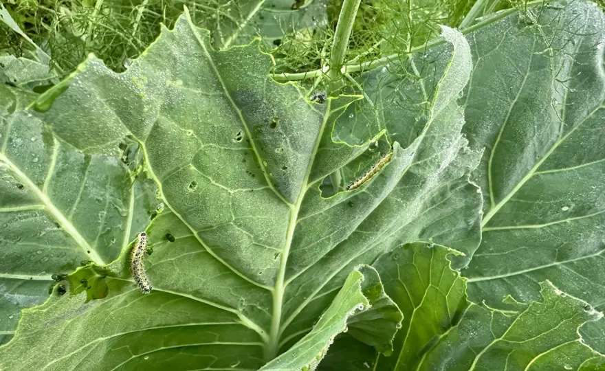 Foglie mangiate - Scopri chi è e come rimediare in modo naturale