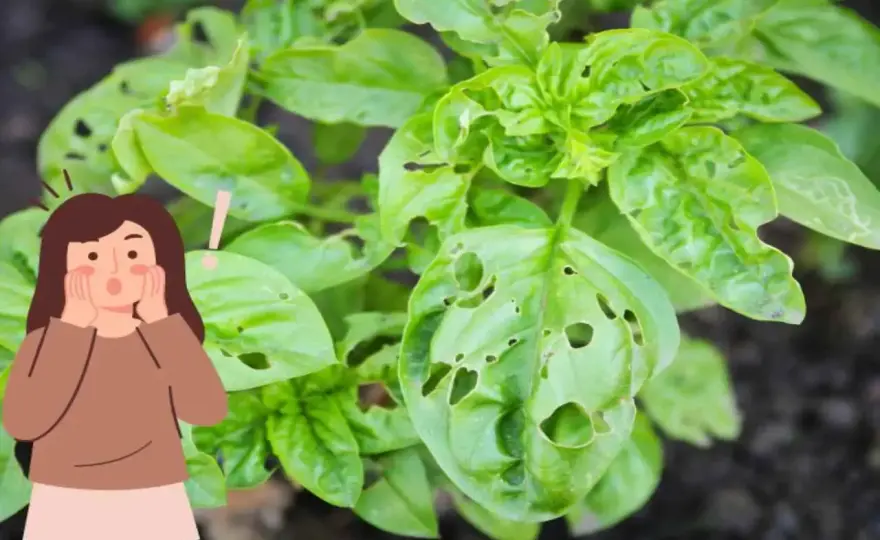 Foglie rosicchiate? Scopri il colpevole e salvale!