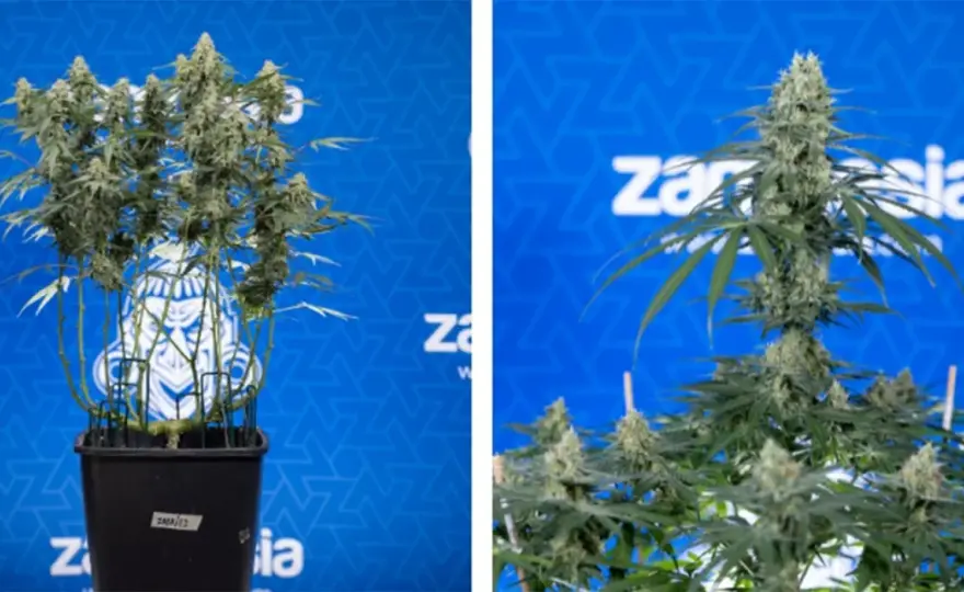 Topping Cannabis - Guida Completa per Massimizzare la Resa