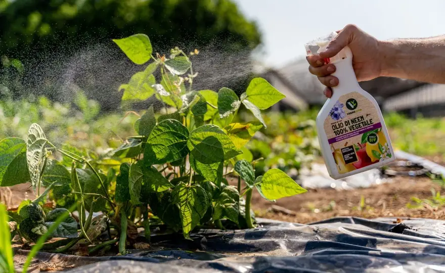 Olio di Neem in Fioritura - Usalo Bene, Evita Danni!
