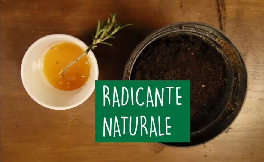 Radicante naturale per talee - Funziona davvero?