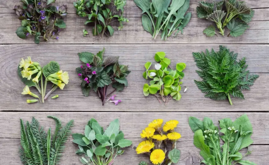 Erbacee commestibili - Le migliori per orto e balcone